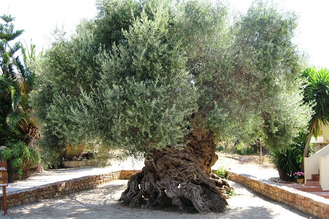 Wine, Beer, Olive Oil Tasting Private Tour (price per group of 6) - Key Highlights You’ll Actually Care About