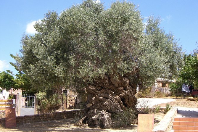 Wine, Beer, Olive Oil Tasting Private Tour (price per group of 6) - What This Tour Feels Like in Real Life